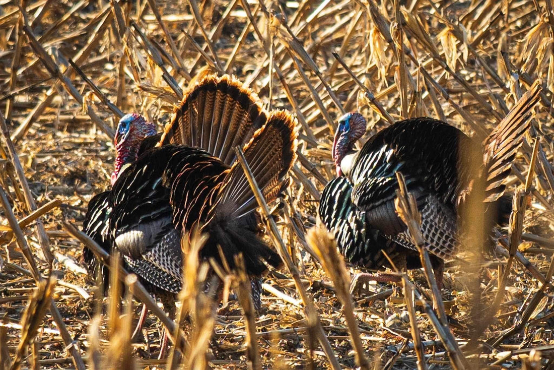 Exploring the Thrills of Turkey Hunting Season in Nebraska